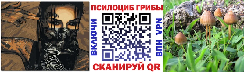 Галлюциногенные грибы Psilocybine cubensis  Купить закладки  Лакинск 